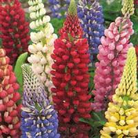 Lupin Russell Mix
