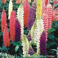 Lupin Russell Mix