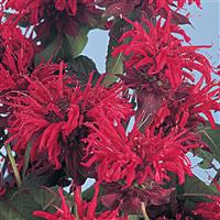 Monarda Panorama Red