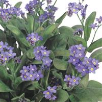 Myosotis Bluesylva