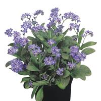 Myosotis Bluesylva