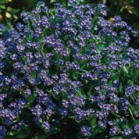 Myosotis Compindi