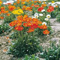 Papaver Garden Gnome