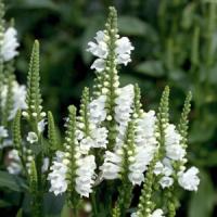 Physostegia virginiana Crystal Peak White