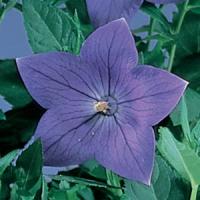 Platycodon grandiflorum Sentimental Blue