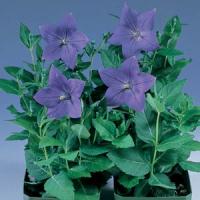 Platycodon grandiflorum Sentimental Blue