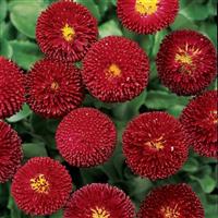 Bellis Bellissima™ Red