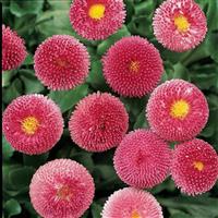 Bellis Bellissima™ Rose