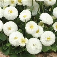 Bellis Bellissima™ White