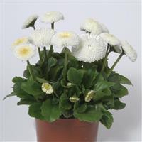 Bellis Bellissima™ White
