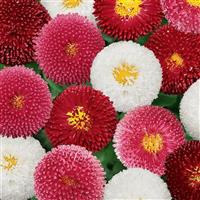 Bellis Bellissima™ Mixture