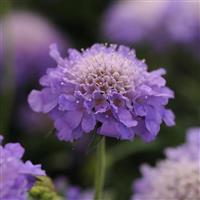 Scabiosa Blue Note