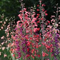 Penstemon Twizzle Mix