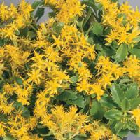 Sedum selskianum Spirit