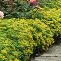 Sedum selskianum Spirit