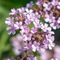 Verbena Polaris ApeX