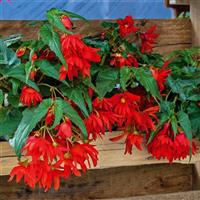 Funky Orange Begonia