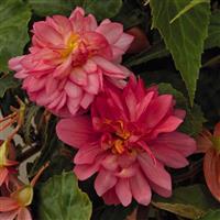 Funky Pink Begonia