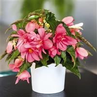 Funky Pink Begonia