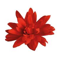 Funky Red Begonia