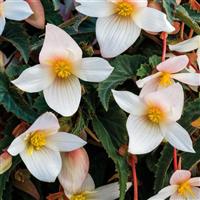 Funky White Begonia