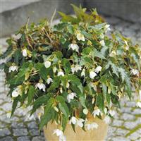 Funky White Begonia