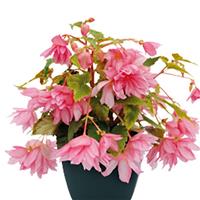 Funky Light Pink Begonia