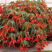 Sun Cities Santa Cruz Begonia