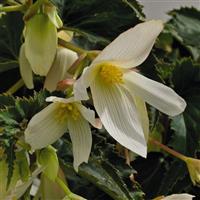 Sun Cities Santa Barbara Begonia