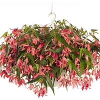 Sun Cities San Francisco Begonia
