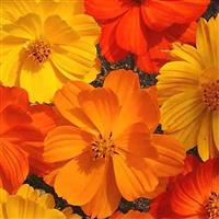 Bright Lights Mix Cosmos