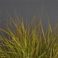 Sirocco ColorGrass® Anemanthele