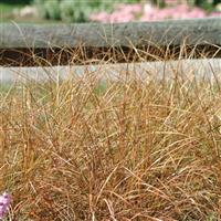 Sirocco ColorGrass® Anemanthele