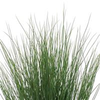 Blue Arrows ColorGrass® Juncus
