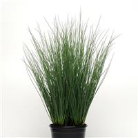 Blue Arrows ColorGrass® Juncus