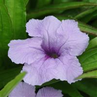 Ruellia Southern Star Blue