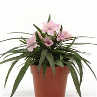 Ruellia Southern Star Pink