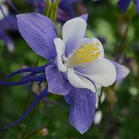 Aquilegia Earlybird™ Blue White