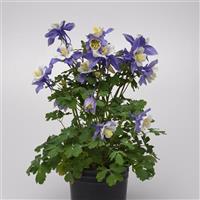 Aquilegia Earlybird™ Blue White