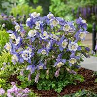 Aquilegia Earlybird™ Blue White