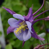 Aquilegia Earlybird™ Purple Blue