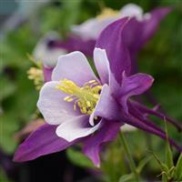 Aquilegia Earlybird™ Purple White