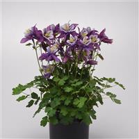 Aquilegia Earlybird™ Purple White