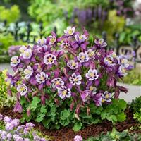 Aquilegia Earlybird™ Purple White