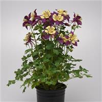 Aquilegia Earlybird™ Purple Yellow