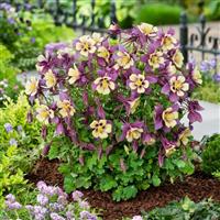 Aquilegia Earlybird™ Purple Yellow