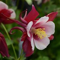 Aquilegia Earlybird™ Red White