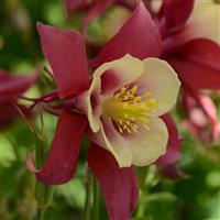 Aquilegia Earlybird™ Red Yellow