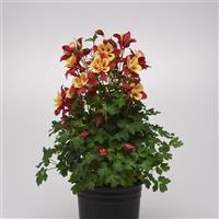 Aquilegia Earlybird™ Red Yellow