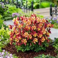 Aquilegia Earlybird™ Red Yellow